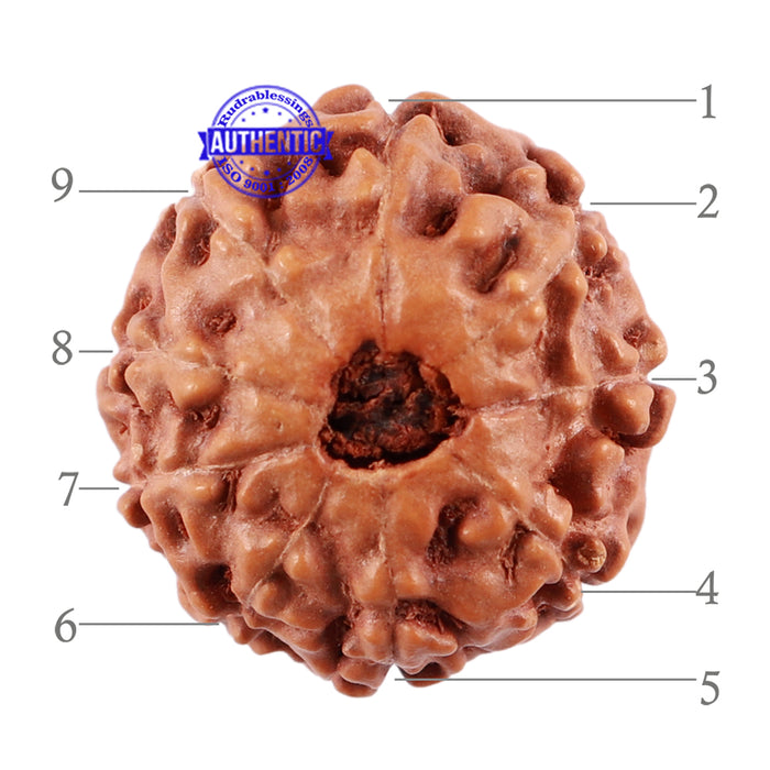 9 Mukhi Rudraksha from Indonesia - Bead No. 35