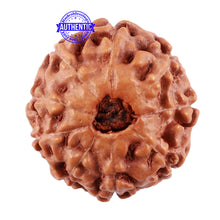 Load image into Gallery viewer, 9 Mukhi Rudraksha from Indonesia - Bead No. 35
