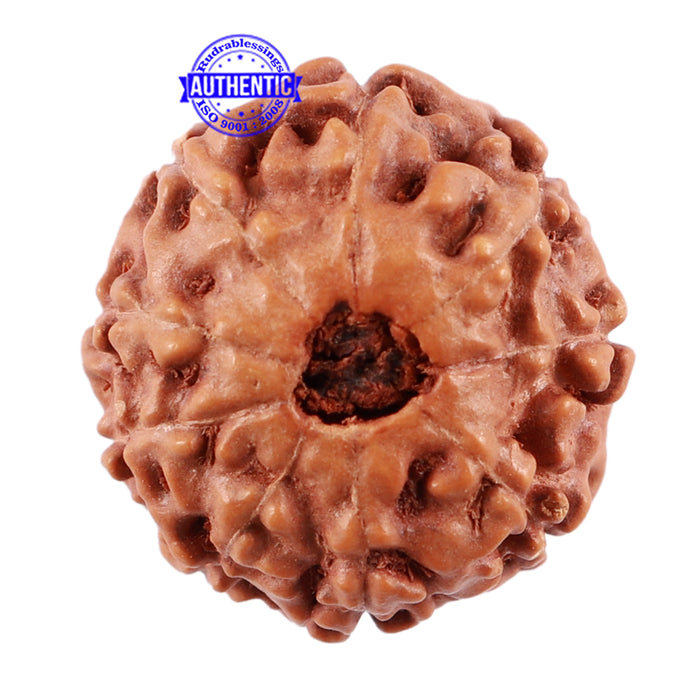 9 Mukhi Rudraksha from Indonesia - Bead No. 35