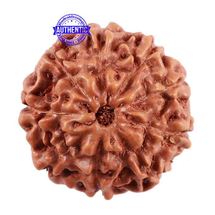 9 Mukhi Rudraksha from Indonesia - Bead No. 37