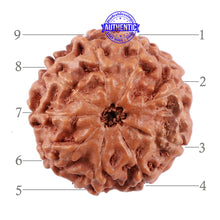 Load image into Gallery viewer, 9 Mukhi Rudraksha from Indonesia - Bead No. 37
