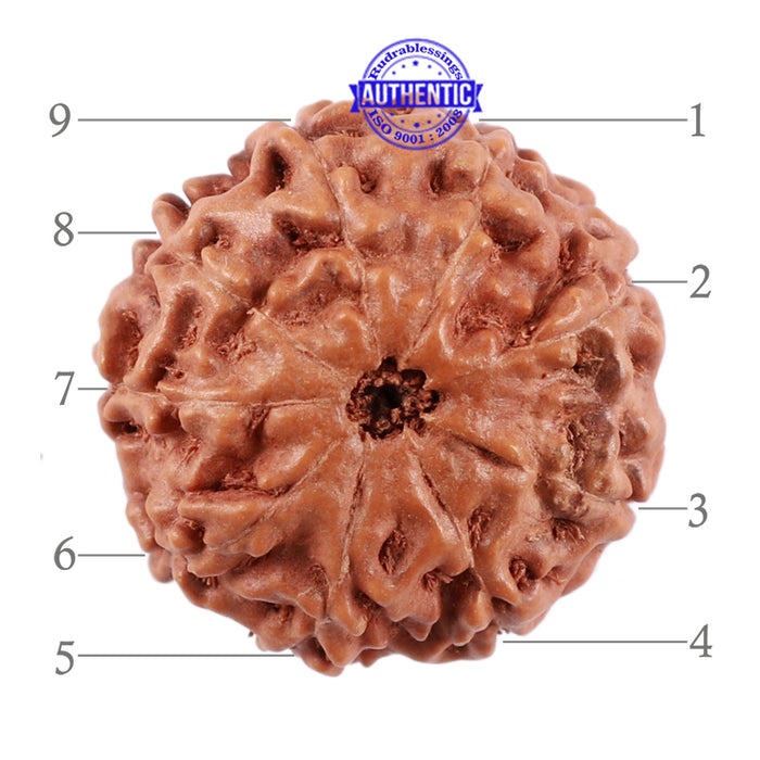 9 Mukhi Rudraksha from Indonesia - Bead No. 37