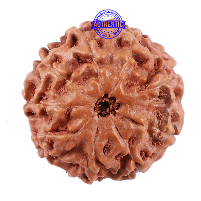9 Mukhi Rudraksha from Indonesia - Bead No. 37