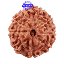 Load image into Gallery viewer, 9 Mukhi Rudraksha from Indonesia - Bead No. 39

