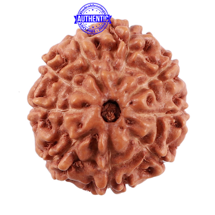 9 Mukhi Rudraksha from Indonesia - Bead No. 39
