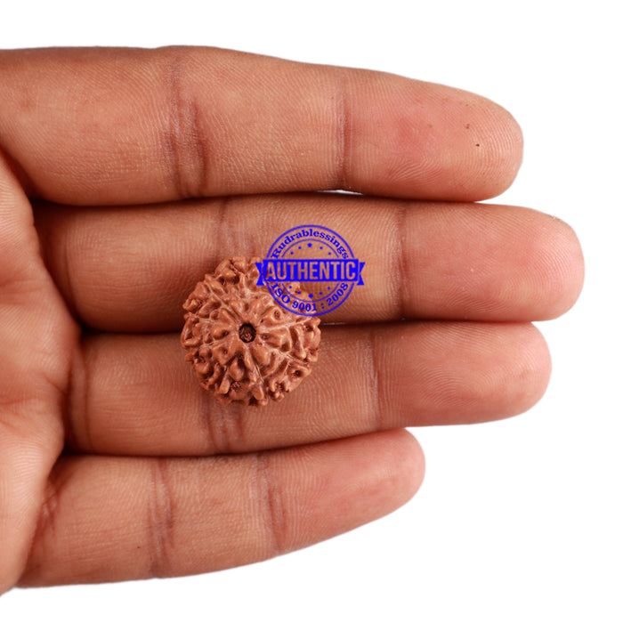 9 Mukhi Rudraksha from Indonesia - Bead No. 39