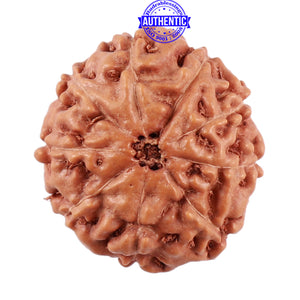 9 Mukhi Rudraksha from Indonesia - Bead No. 39