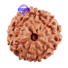 Load image into Gallery viewer, 9 Mukhi Rudraksha from Indonesia - Bead No. 40
