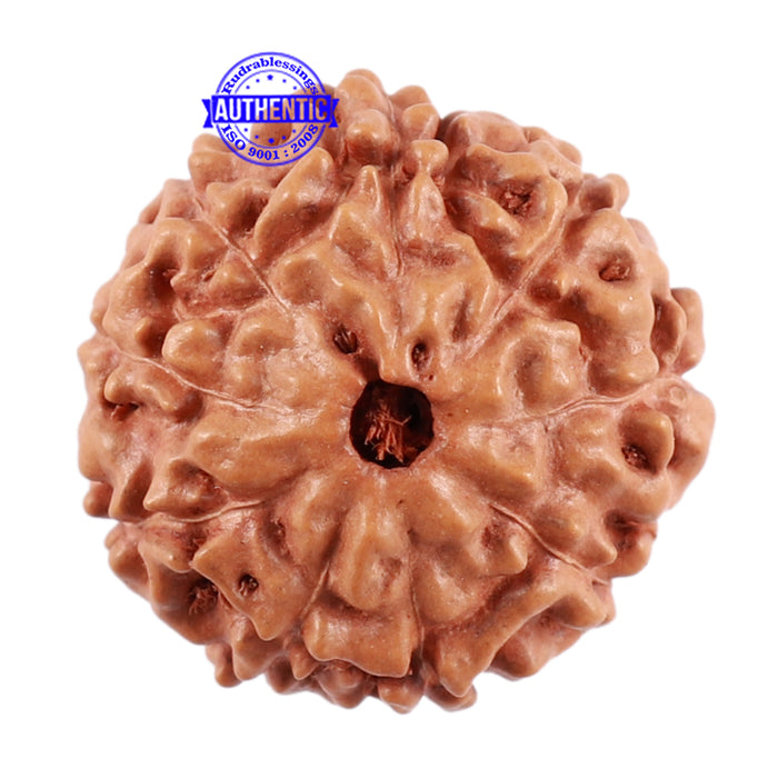 9 Mukhi Rudraksha from Indonesia - Bead No. 40
