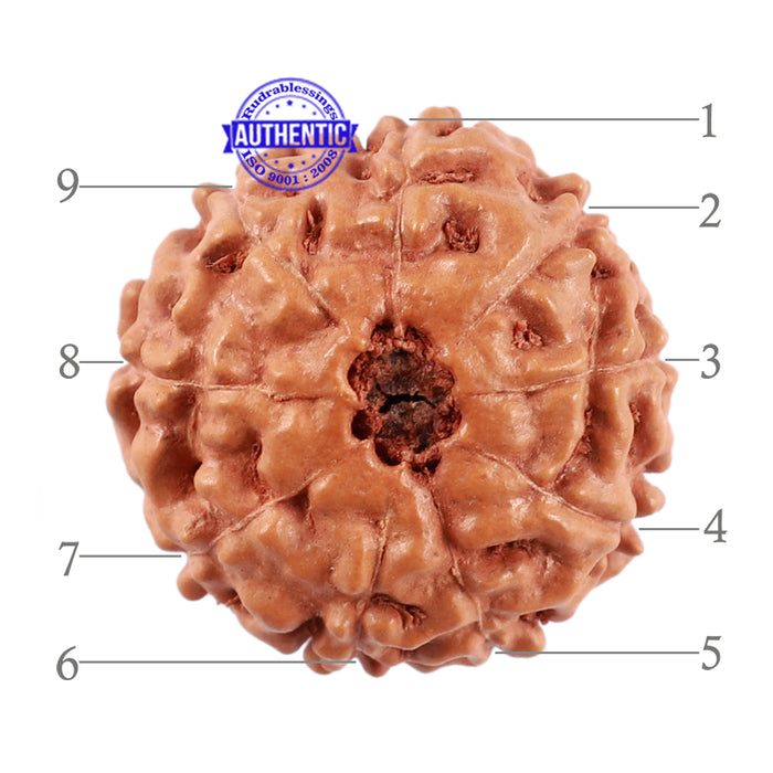 9 Mukhi Rudraksha from Indonesia - Bead No. 40