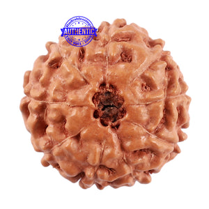 9 Mukhi Rudraksha from Indonesia - Bead No. 40