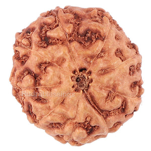 9 Mukhi Rudraksha from Indonesia - Bead No. 43