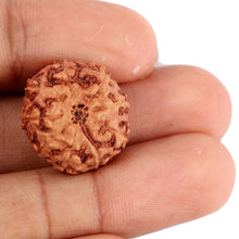 Load image into Gallery viewer, 9 Mukhi Rudraksha from Indonesia - Bead No. 43
