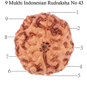 9 Mukhi Rudraksha from Indonesia - Bead No. 43