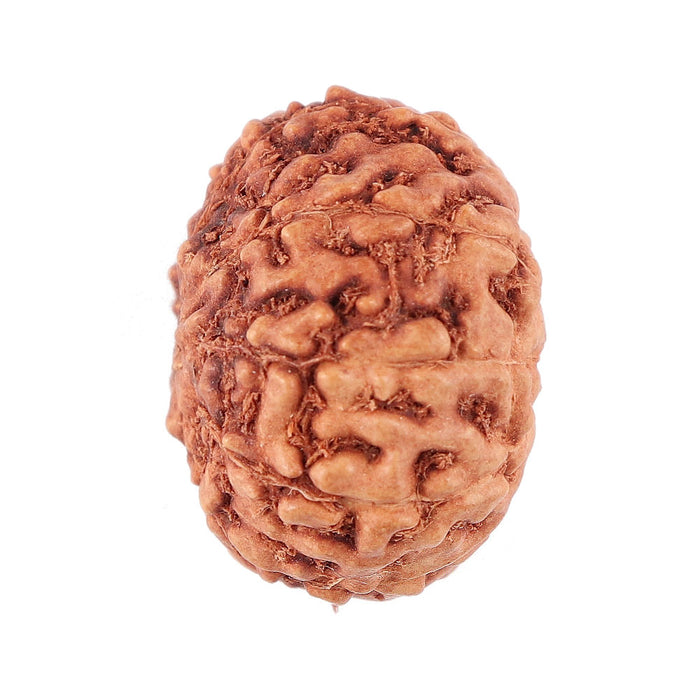9 Mukhi Rudraksha from Indonesia - Bead No. 43