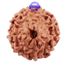 Load image into Gallery viewer, 9 Mukhi Rudraksha from Indonesia - Bead No. 44
