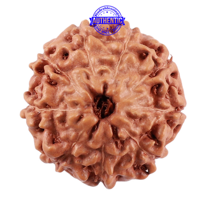9 Mukhi Rudraksha from Indonesia - Bead No. 44