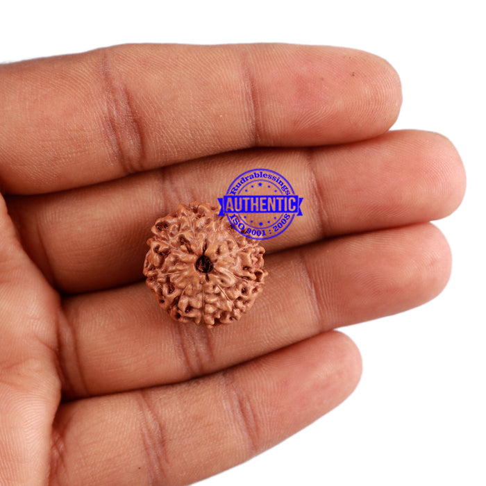9 Mukhi Rudraksha from Indonesia - Bead No. 44