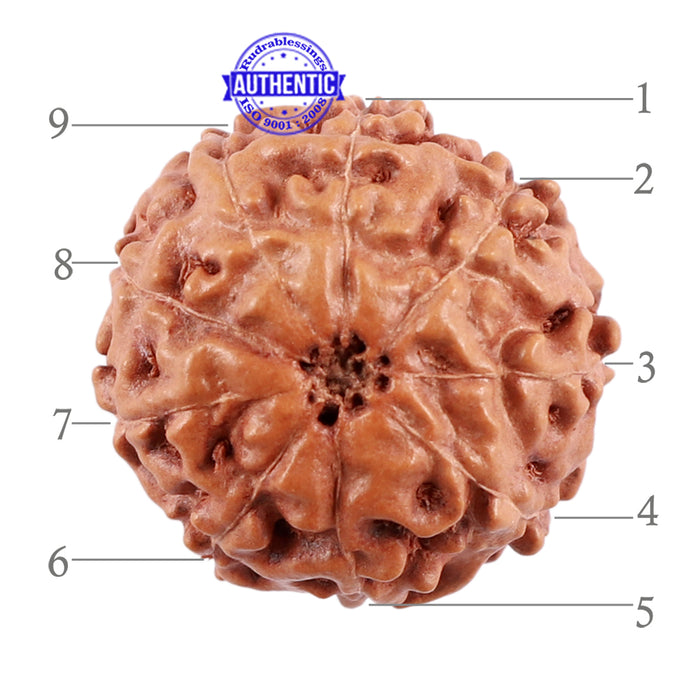 9 Mukhi Rudraksha from Indonesia - Bead No. 44