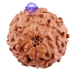 9 Mukhi Rudraksha from Indonesia - Bead No. 44