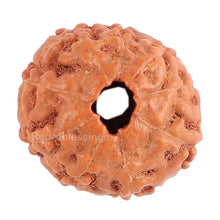 Load image into Gallery viewer, 9 Mukhi Rudraksha from Indonesia - Bead No. 83

