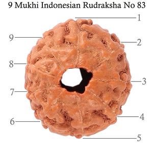 9 Mukhi Rudraksha from Indonesia - Bead No. 83
