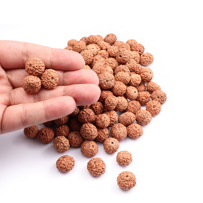 10 Mukhi Rudraksha from Indonesia - 100 Beads Pack
