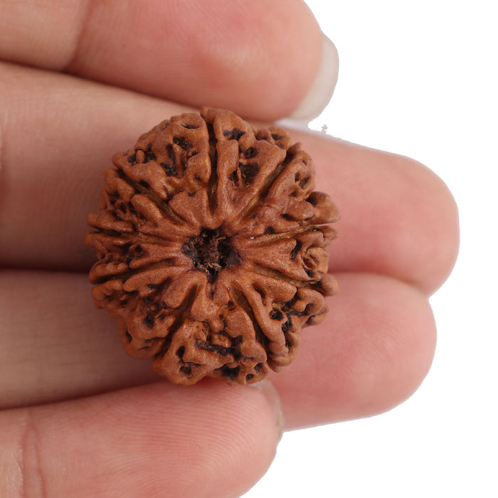 9 Mukhi Nepalese Rudraksha - Bead No. 128