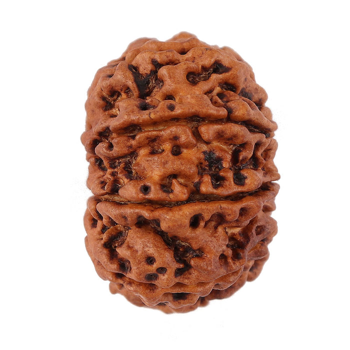 9 Mukhi Nepalese Rudraksha - Bead No. 128