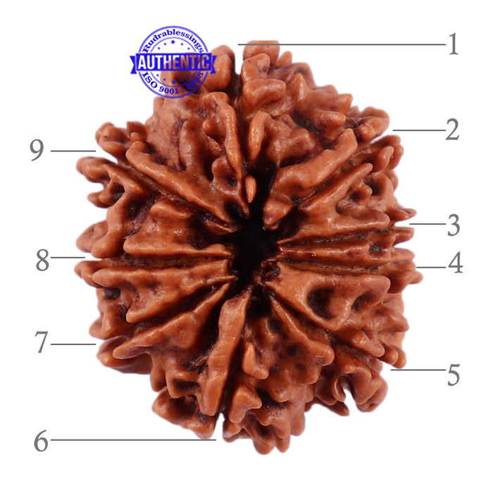 9 Mukhi Nepalese Rudraksha - Bead No. 206