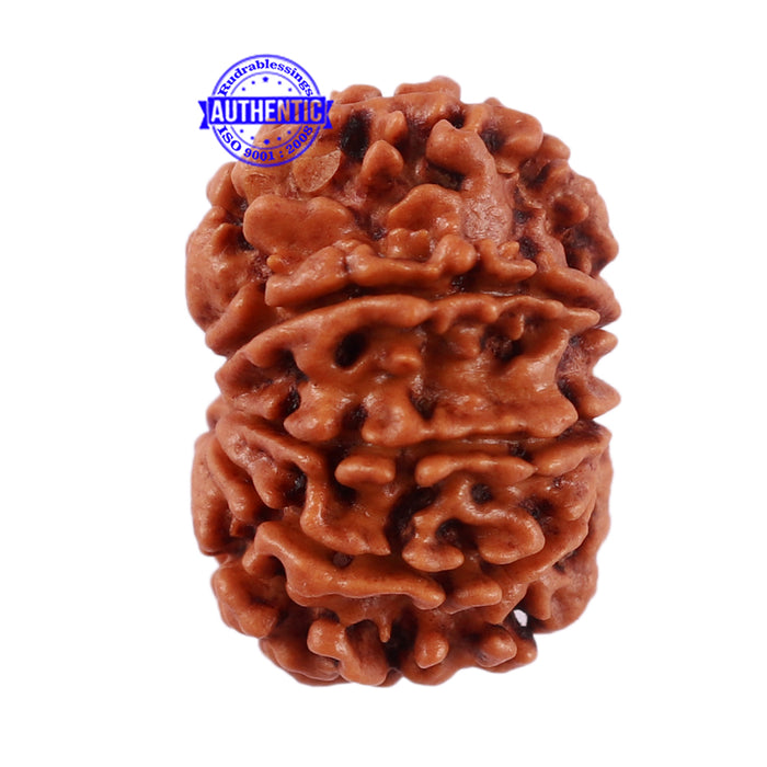 9 Mukhi Nepalese Rudraksha - Bead No. 206