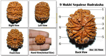 Load image into Gallery viewer, 9 Mukhi Nepalese Rudraksha - Bead No. 25
