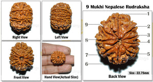 9 Mukhi Nepalese Rudraksha - Bead No. 25
