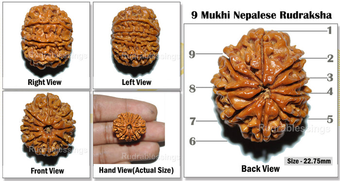 9 Mukhi Nepalese Rudraksha - Bead No. 25