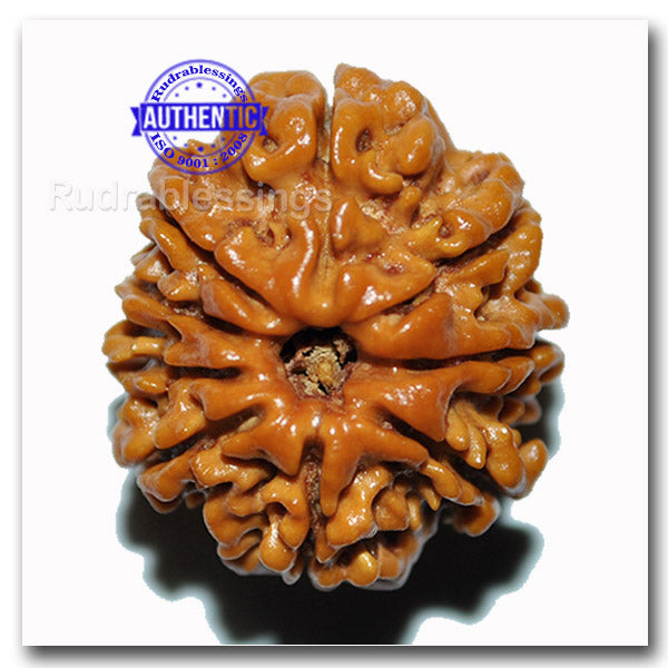 9 Mukhi Nepalese Rudraksha - Bead No. 25