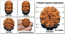 Load image into Gallery viewer, 9 Mukhi Nepalese Rudraksha - Bead No. 30
