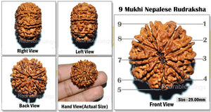 9 Mukhi Nepalese Rudraksha - Bead No. 30