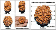 Load image into Gallery viewer, 9 Mukhi Nepalese Rudraksha - Bead No. 31
