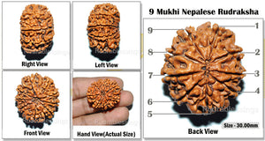 9 Mukhi Nepalese Rudraksha - Bead No. 31