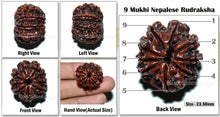 Load image into Gallery viewer, 9 Mukhi Nepalese Rudraksha - Bead No. 33
