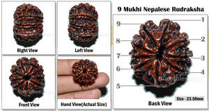 9 Mukhi Nepalese Rudraksha - Bead No. 33