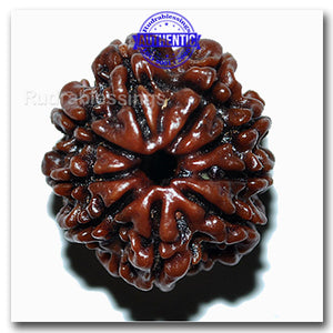 9 Mukhi Nepalese Rudraksha - Bead No. 33