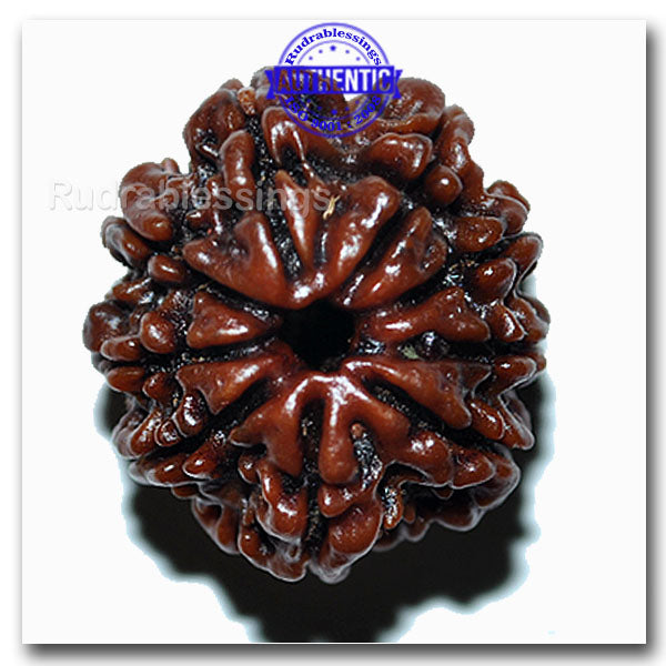 9 Mukhi Nepalese Rudraksha - Bead No. 33