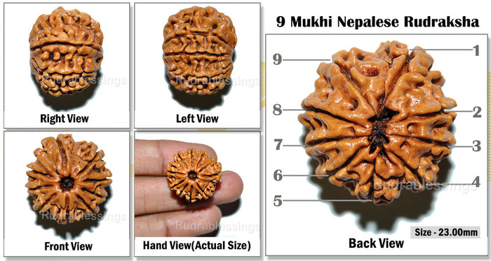 9 Mukhi Nepalese Rudraksha - Bead No. 36