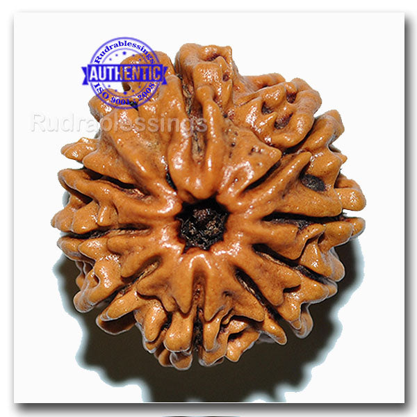 9 Mukhi Nepalese Rudraksha - Bead No. 36