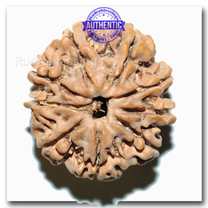 9 Mukhi Nepalese Rudraksha - Bead No. 37