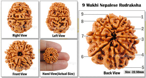 9 Mukhi Nepalese Rudraksha - Bead No. 41