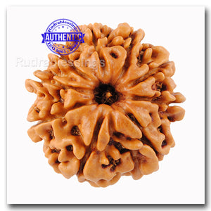 9 Mukhi Nepalese Rudraksha - Bead No. 41