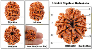 9 Mukhi Nepalese Rudraksha - Bead No. 42