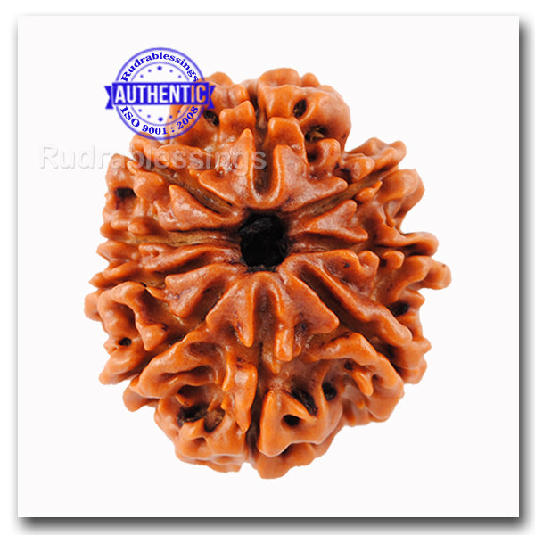 9 Mukhi Nepalese Rudraksha - Bead No. 42